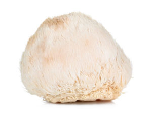 Lion's mane mushroom nootropic