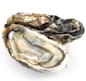 Oysters