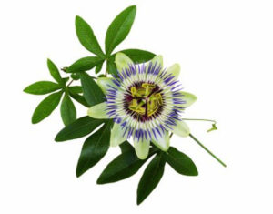 Passion flower