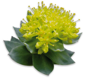 Rhodiola rosea