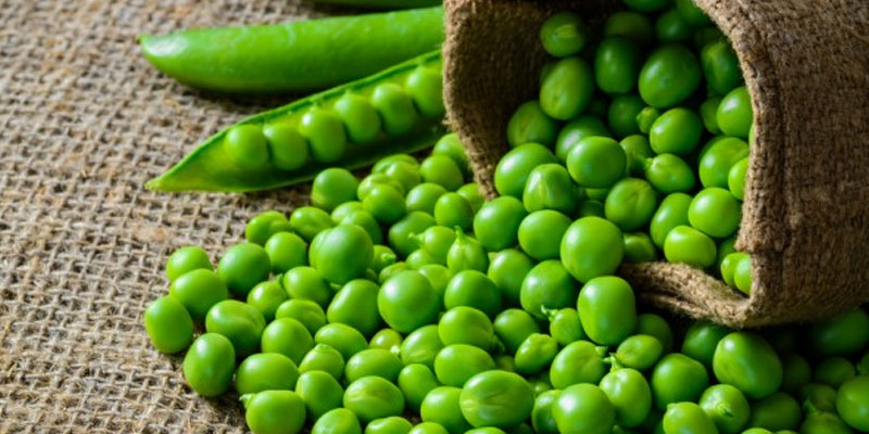 Pea protein