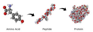 Protein-peptide-amino-acids