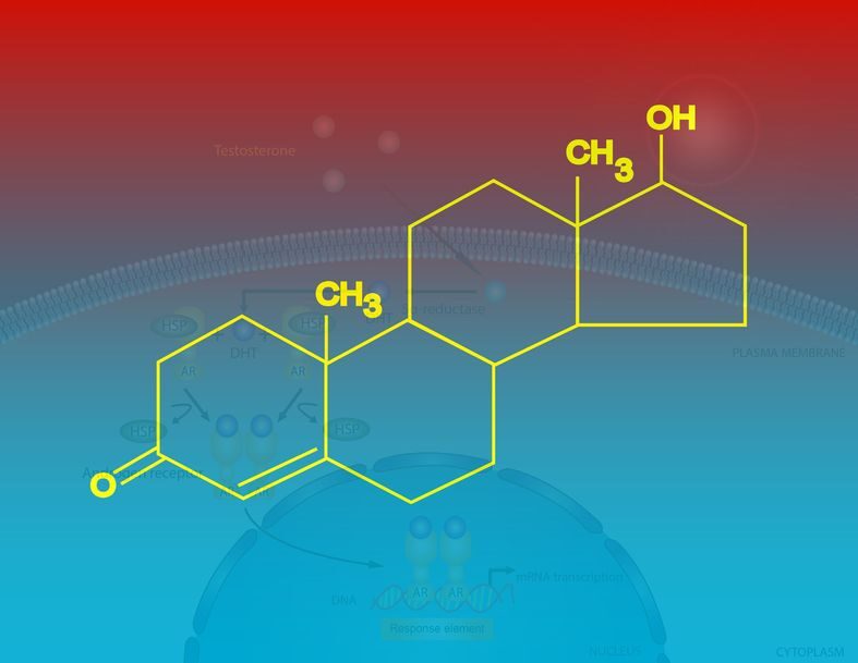 What Is Testosterone?